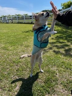 コタくん♂ コタくん♂