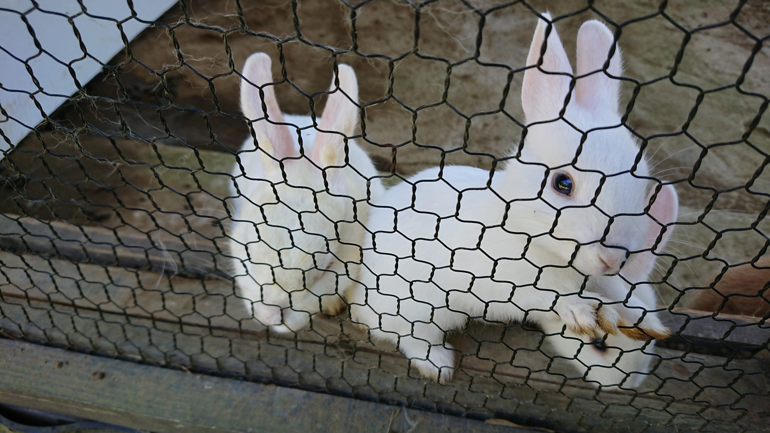 元気なうさぎちゃん達