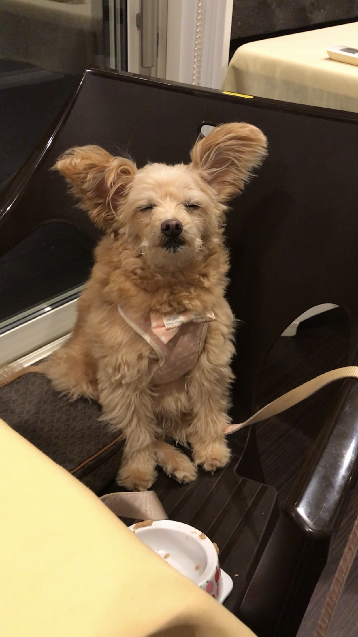 ココタンちゃん♀ ココタンちゃん♀