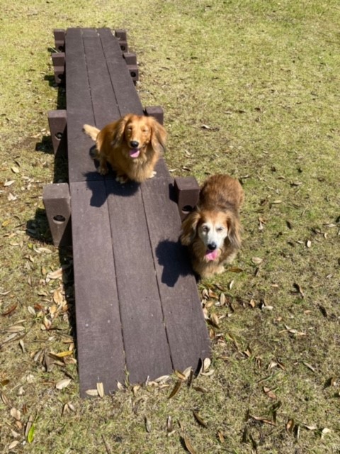 ダックくん♂ ・ チャ-坊ちゃん♀ ダックくん♂ ・ チャ-坊ちゃん♀