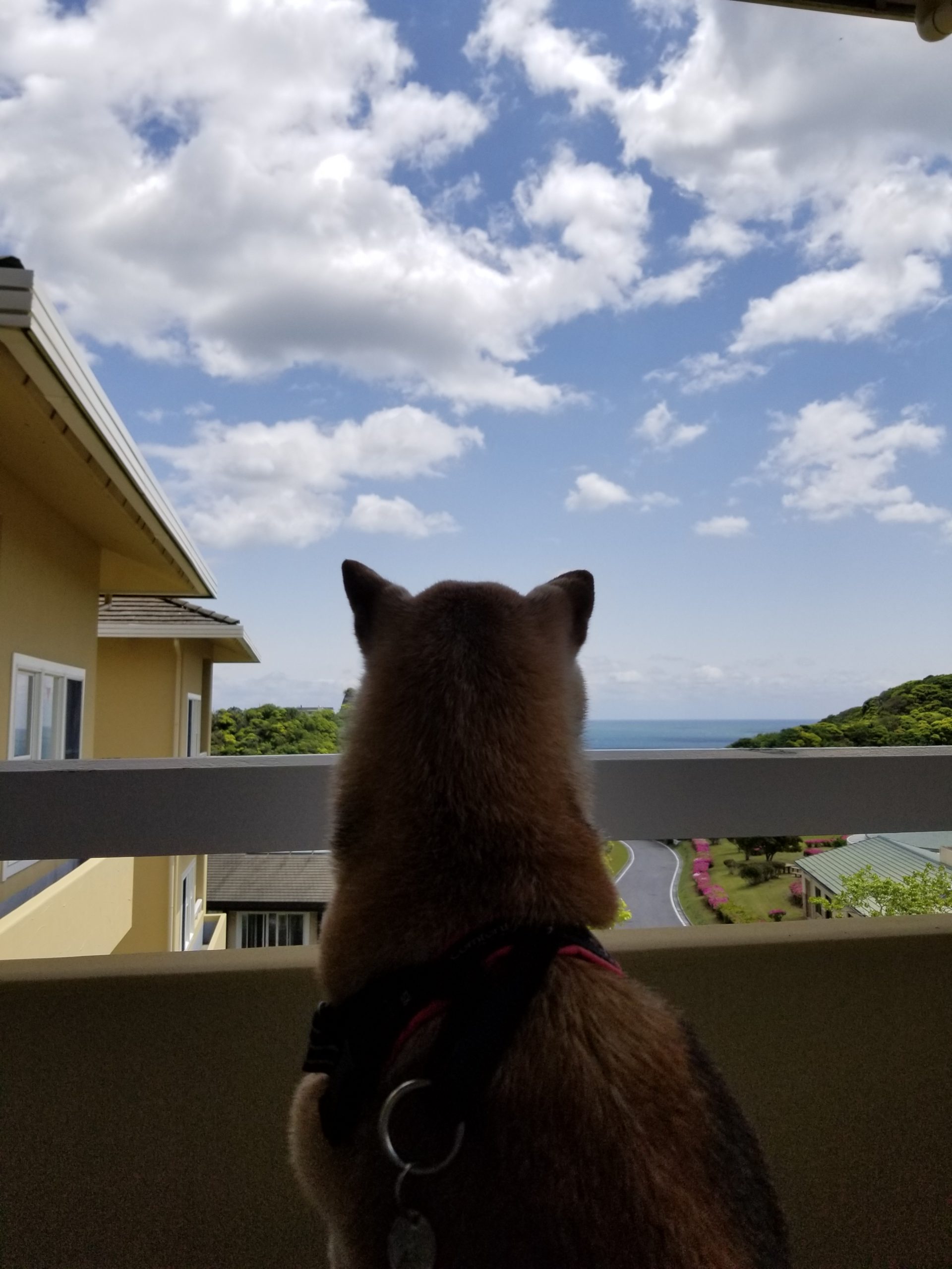 あいちゃん♀ あいちゃん♀