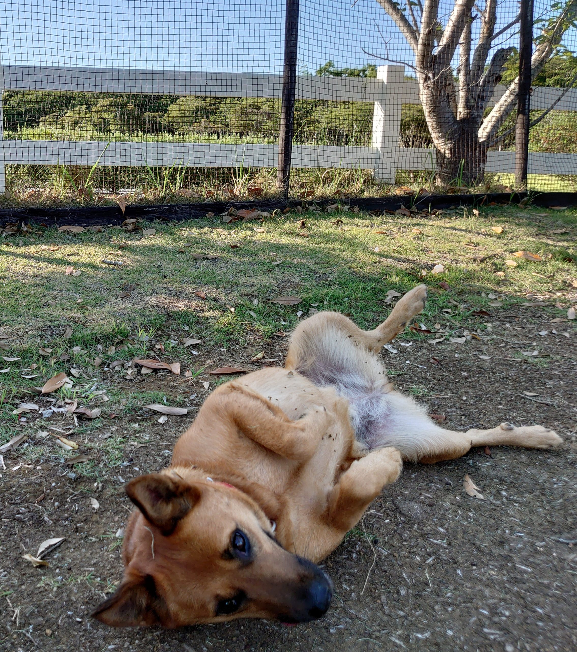 マロンちゃん♀ マロンちゃん♀