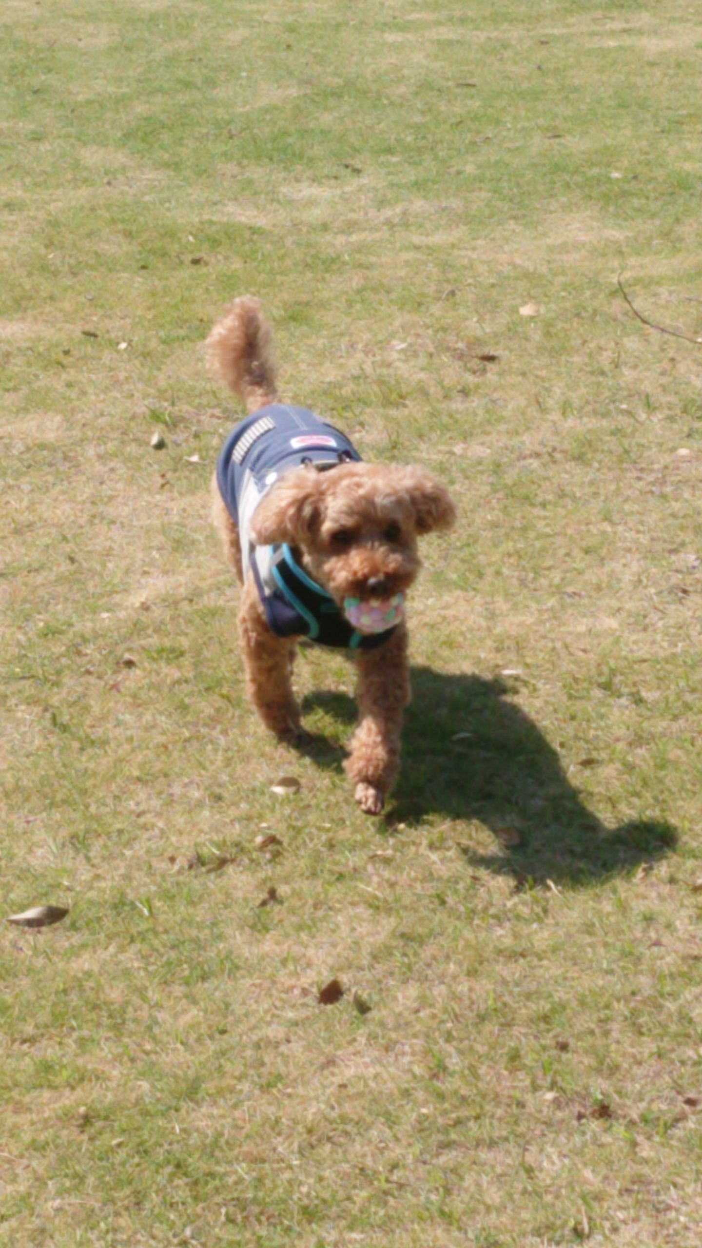 ペロくん♂ ペロくん♂