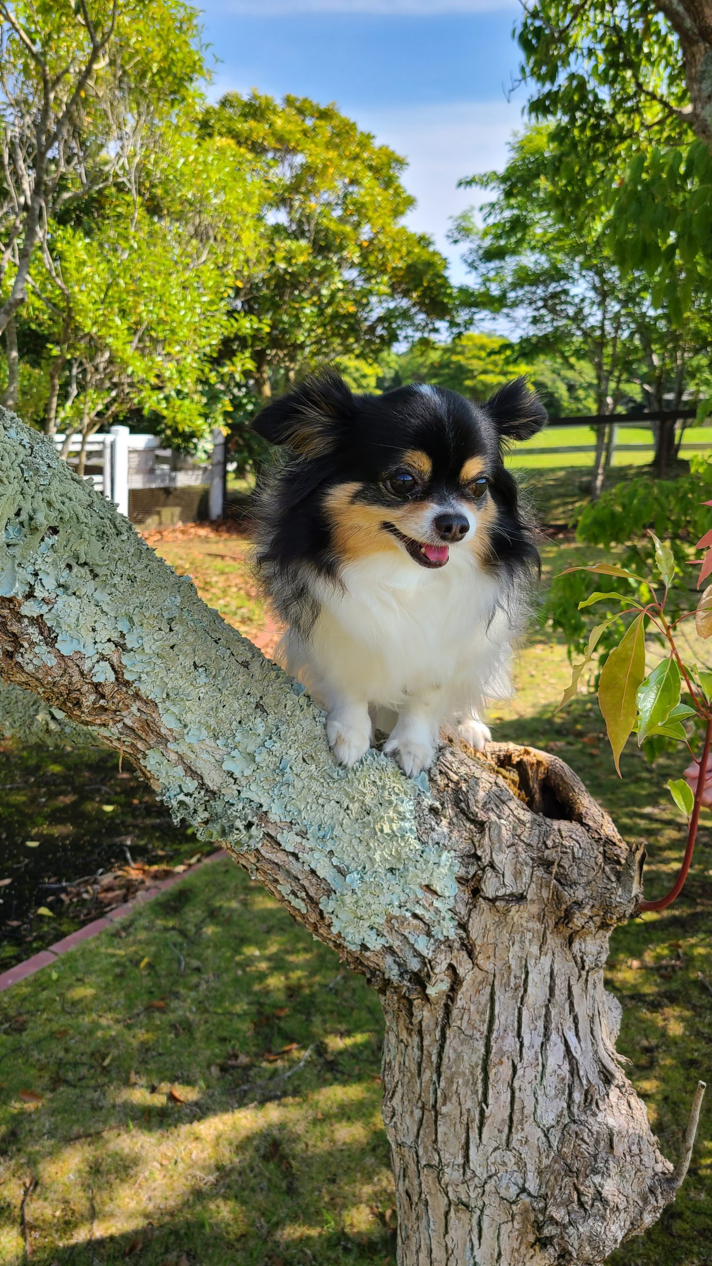 モモコちゃん ♀ モモコちゃん ♀