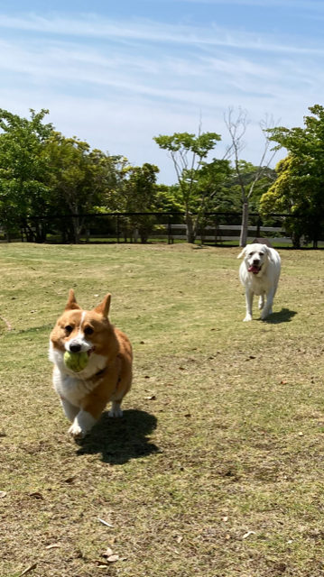 アンちゃん♀ & みかんちゃん♀ アンちゃん♀ & みかんちゃん♀