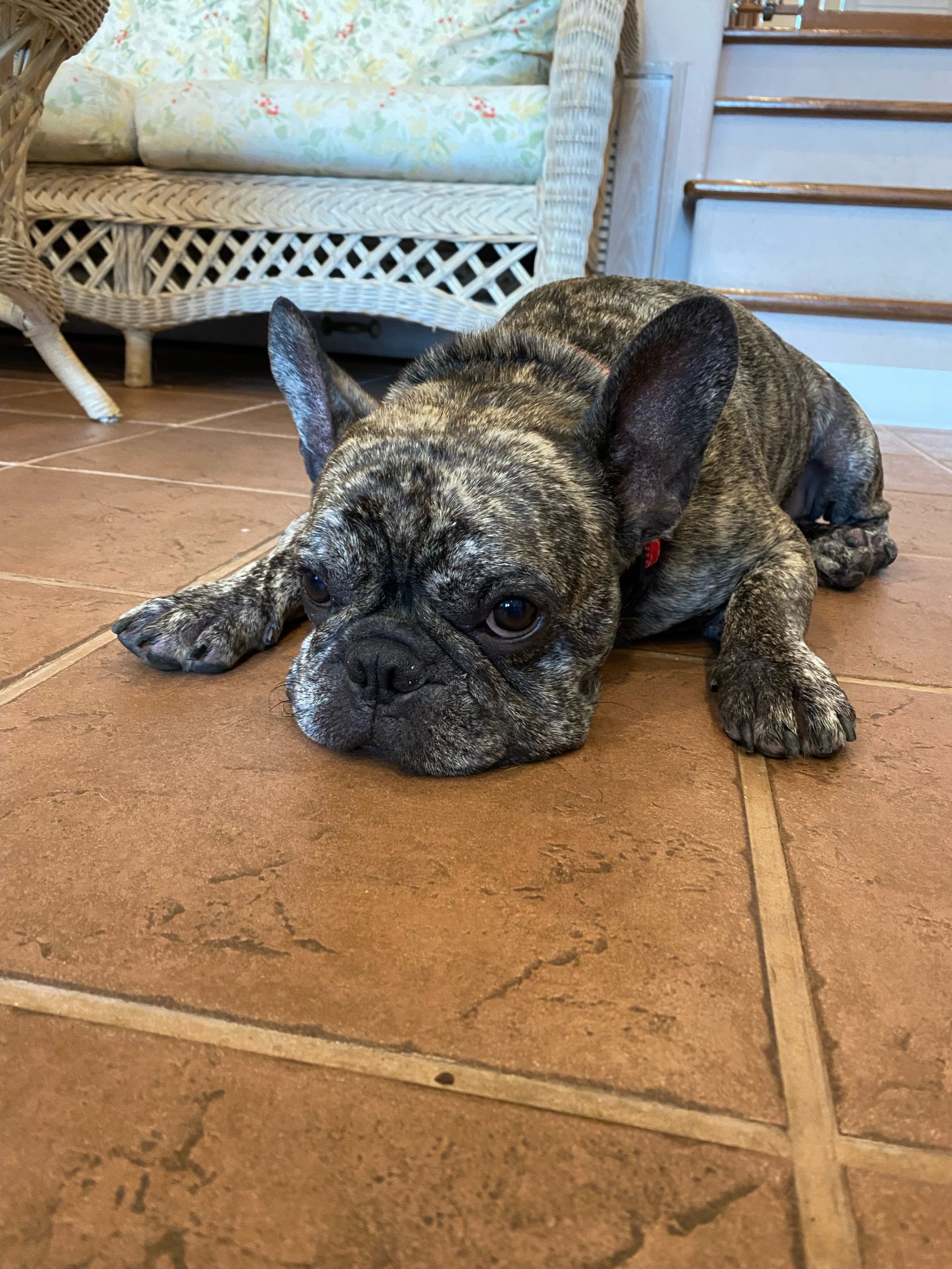 BOSSくん♂ BOSSくん♂