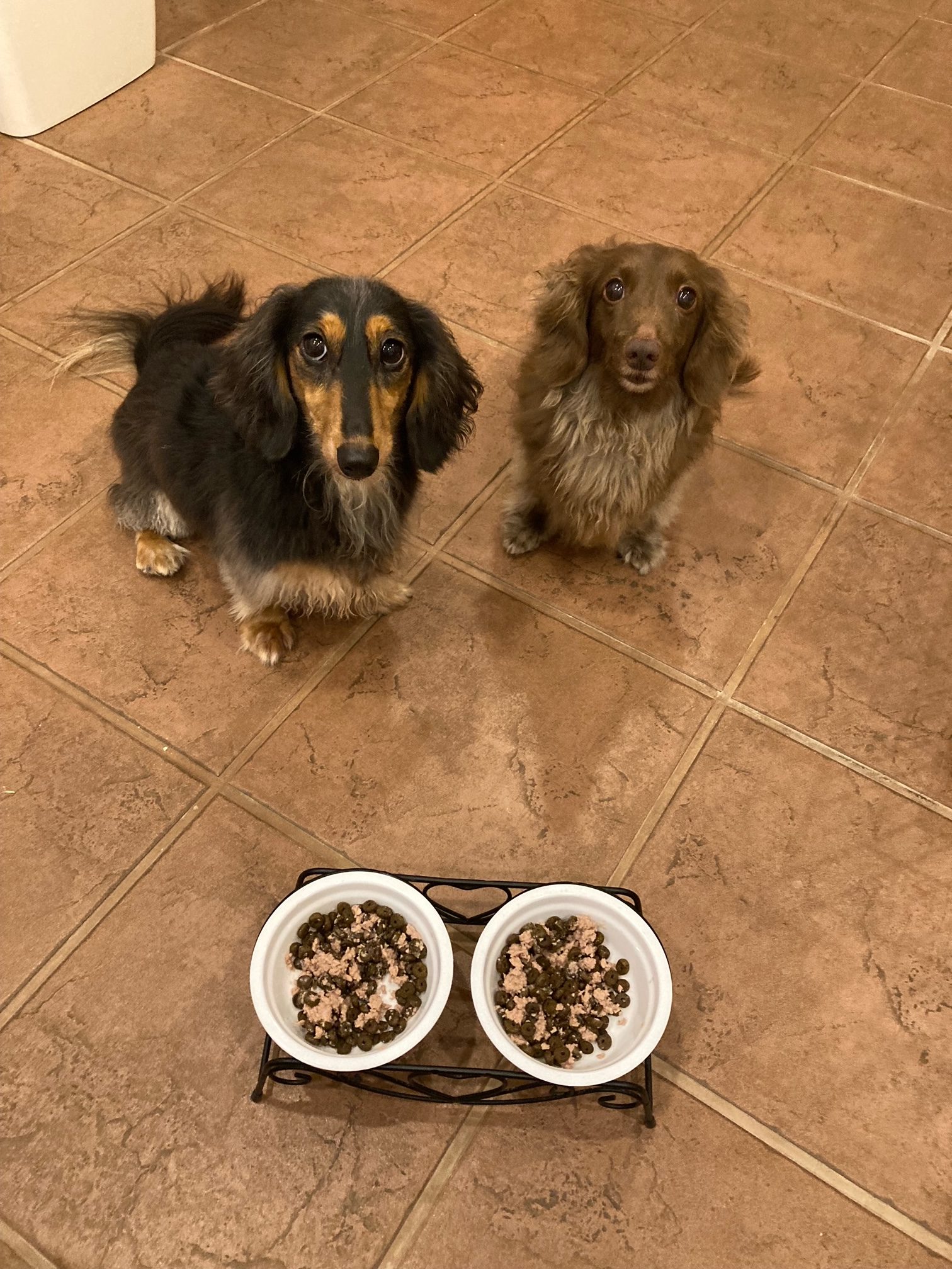 だっくん♂ & くろくん♂ だっくん♂ & くろくん♂