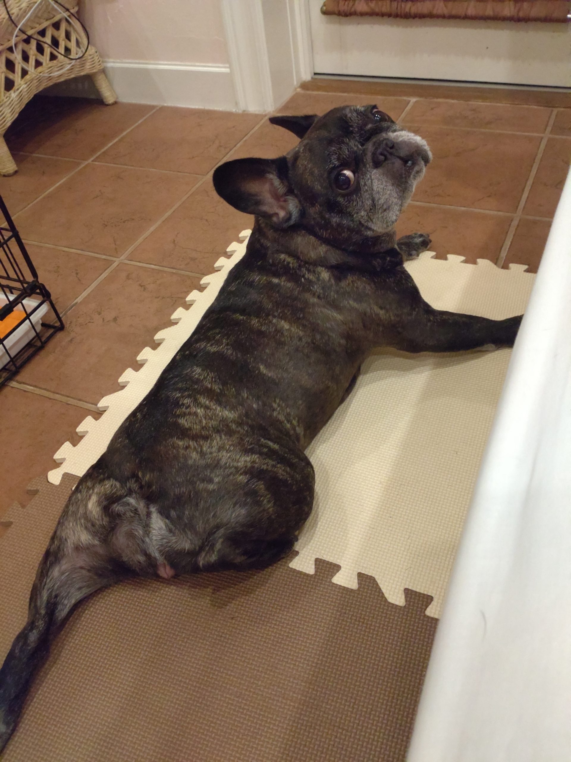 ももちゃん♀ ももちゃん♀