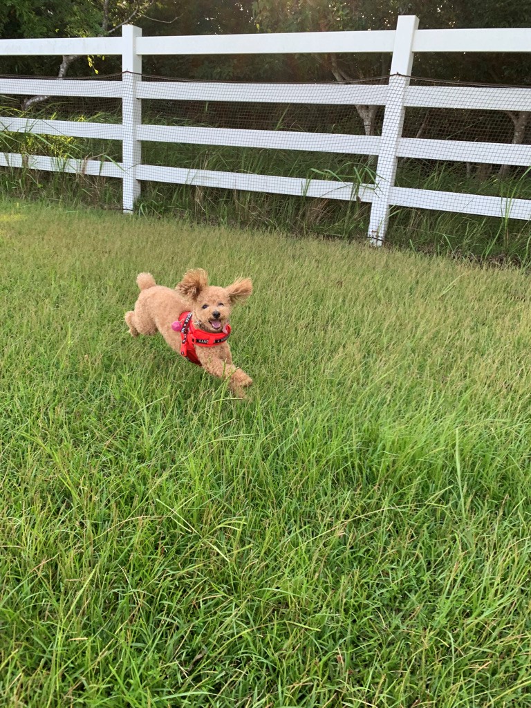 ココちゃん♀ ココちゃん♀