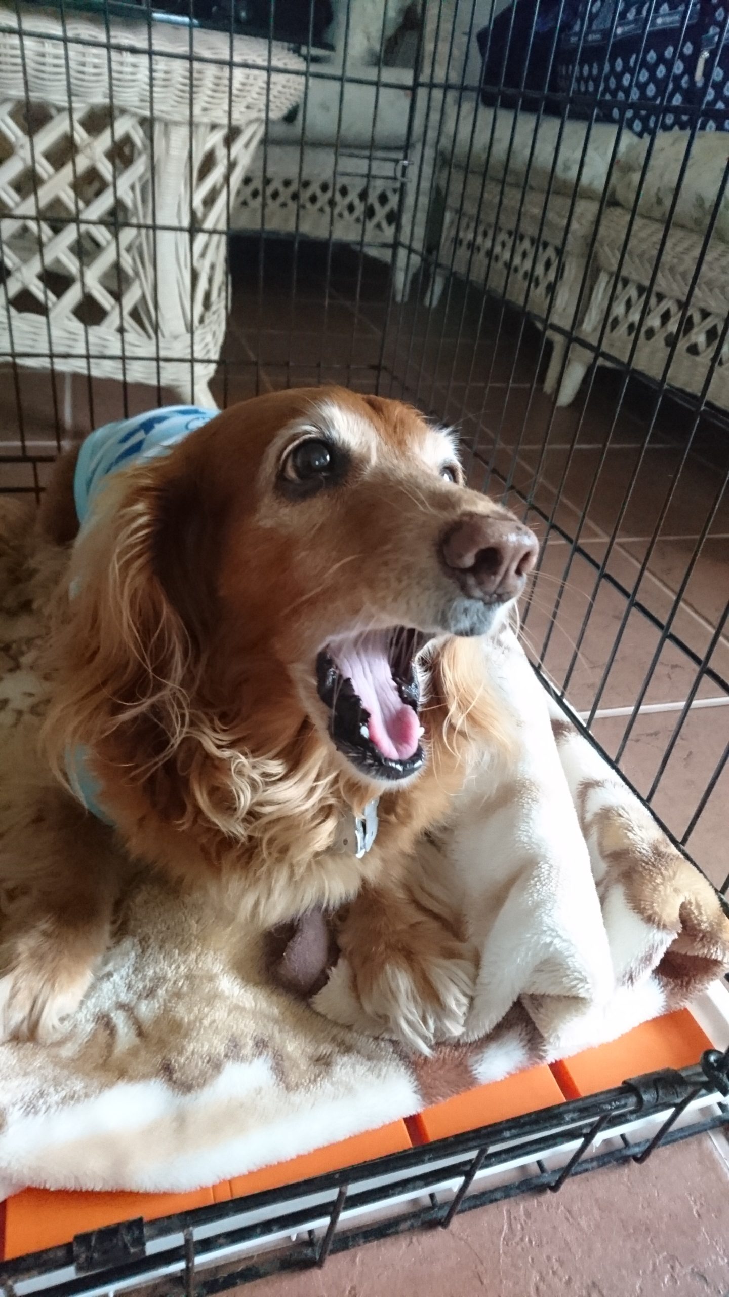 はなちゃん♀ はなちゃん♀