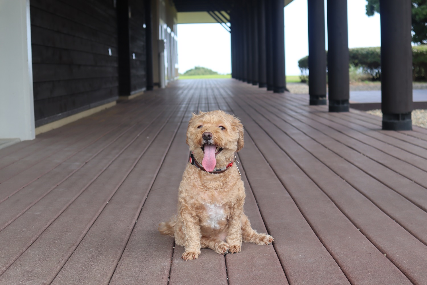 パピちゃん♀ パピちゃん♀