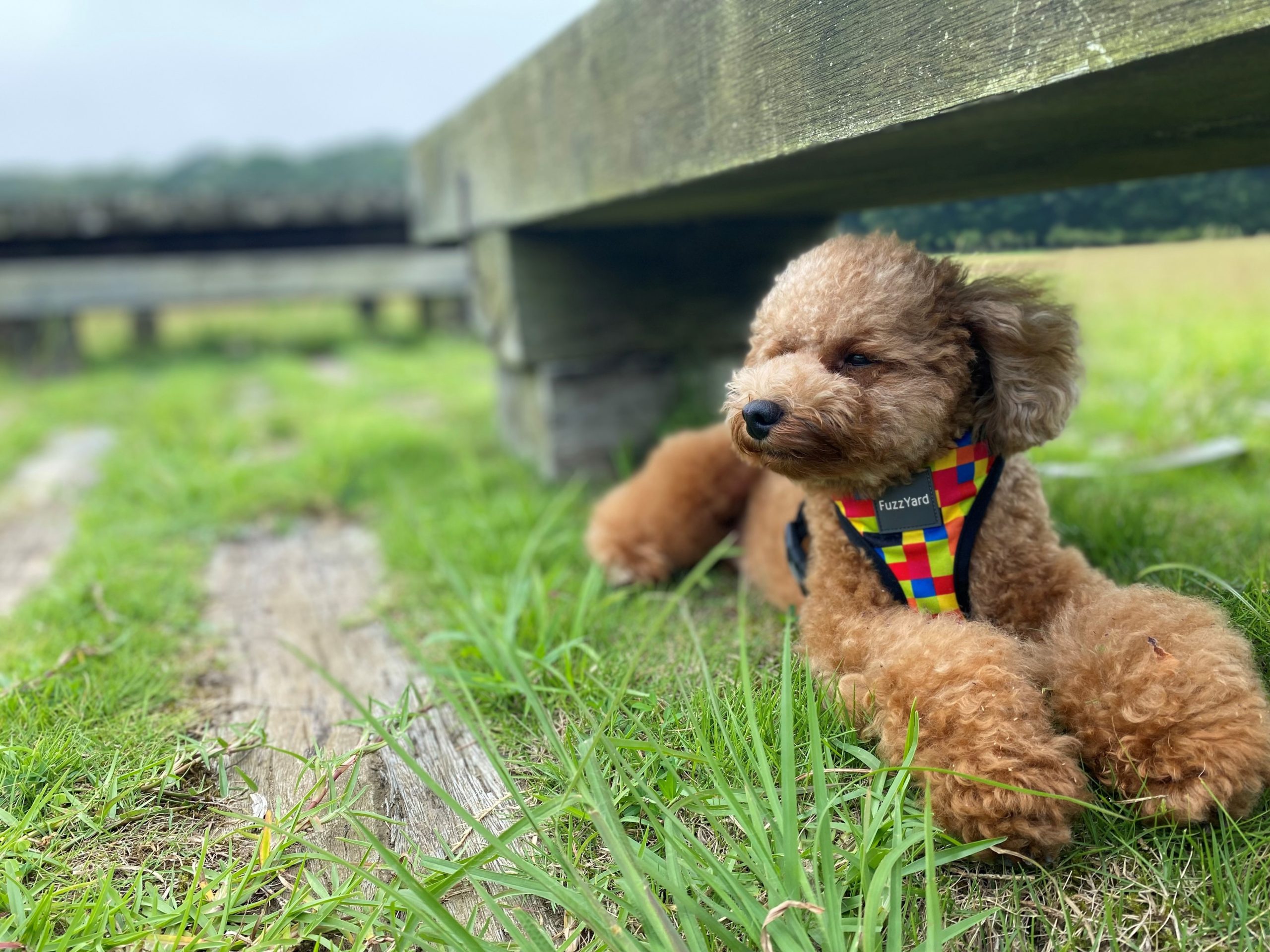 ハピくん♂ ハピくん♂