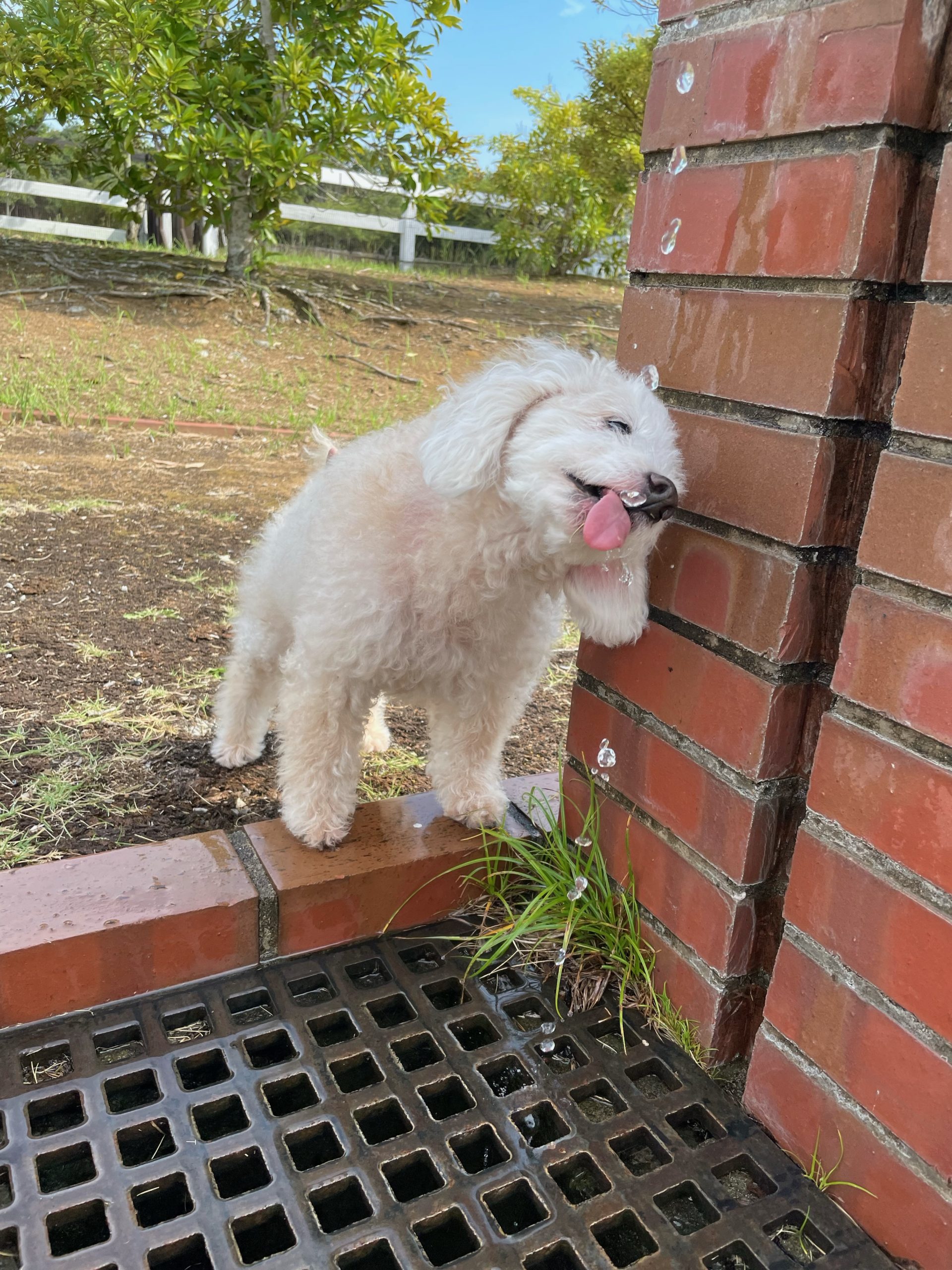 コロンちゃん♀ コロンちゃん♀