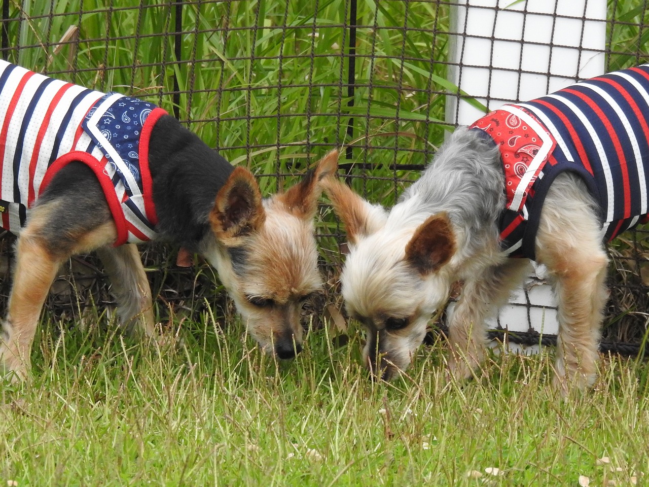 CoCoちゃん♀　＆　 LaLa ちゃん♀