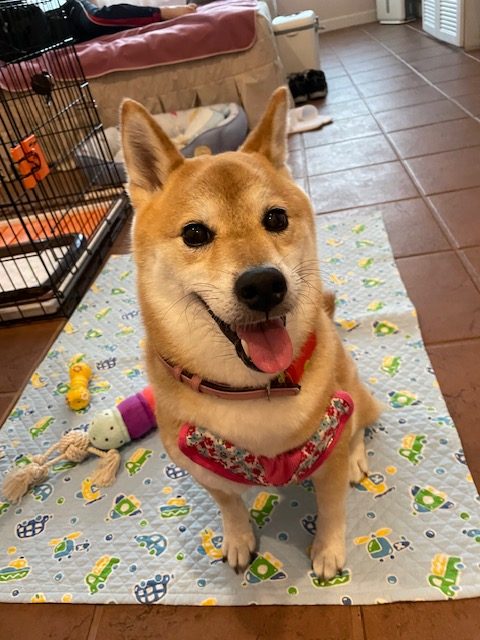 こむぎちゃん♀