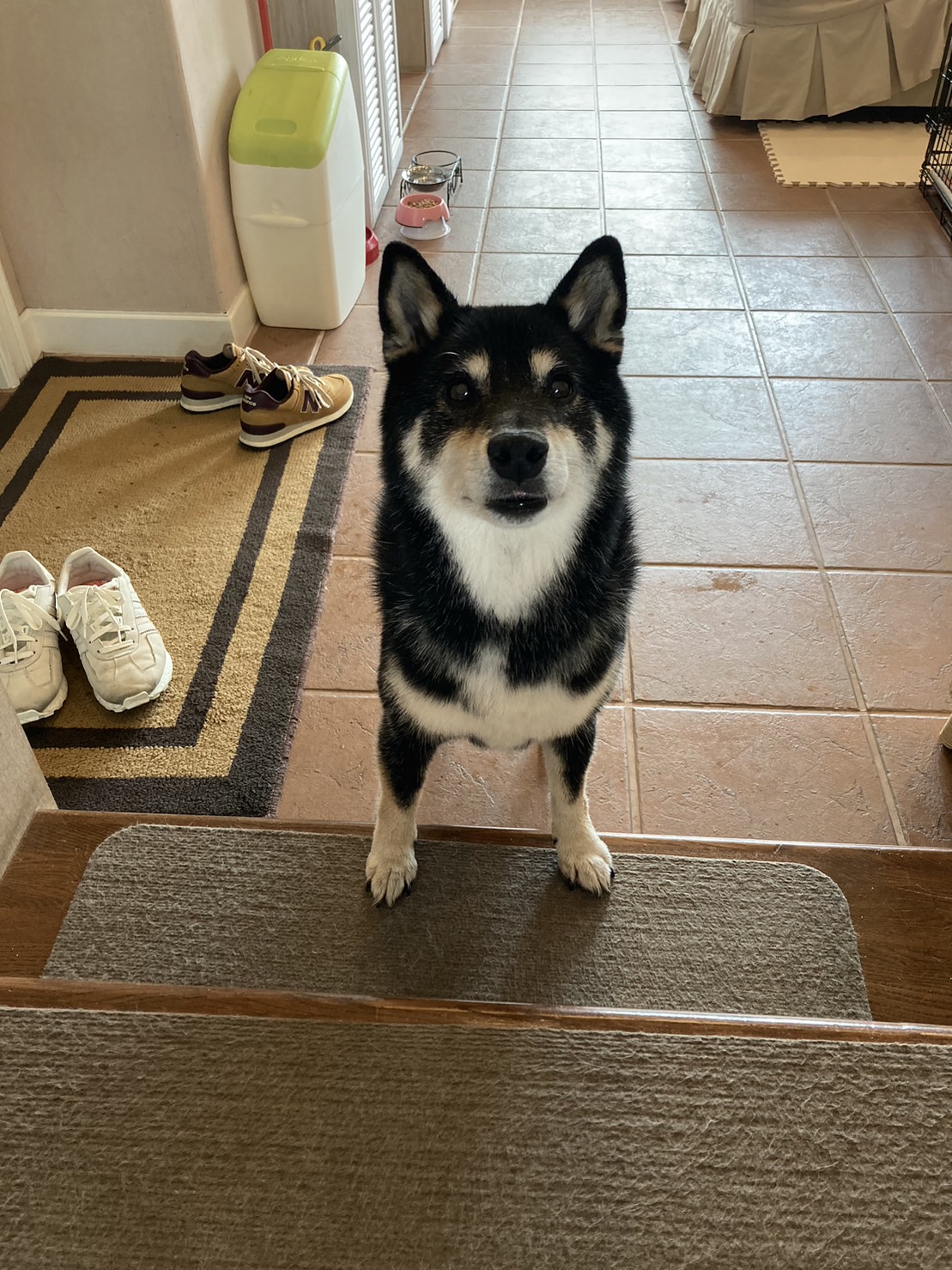 サクラちゃん♀