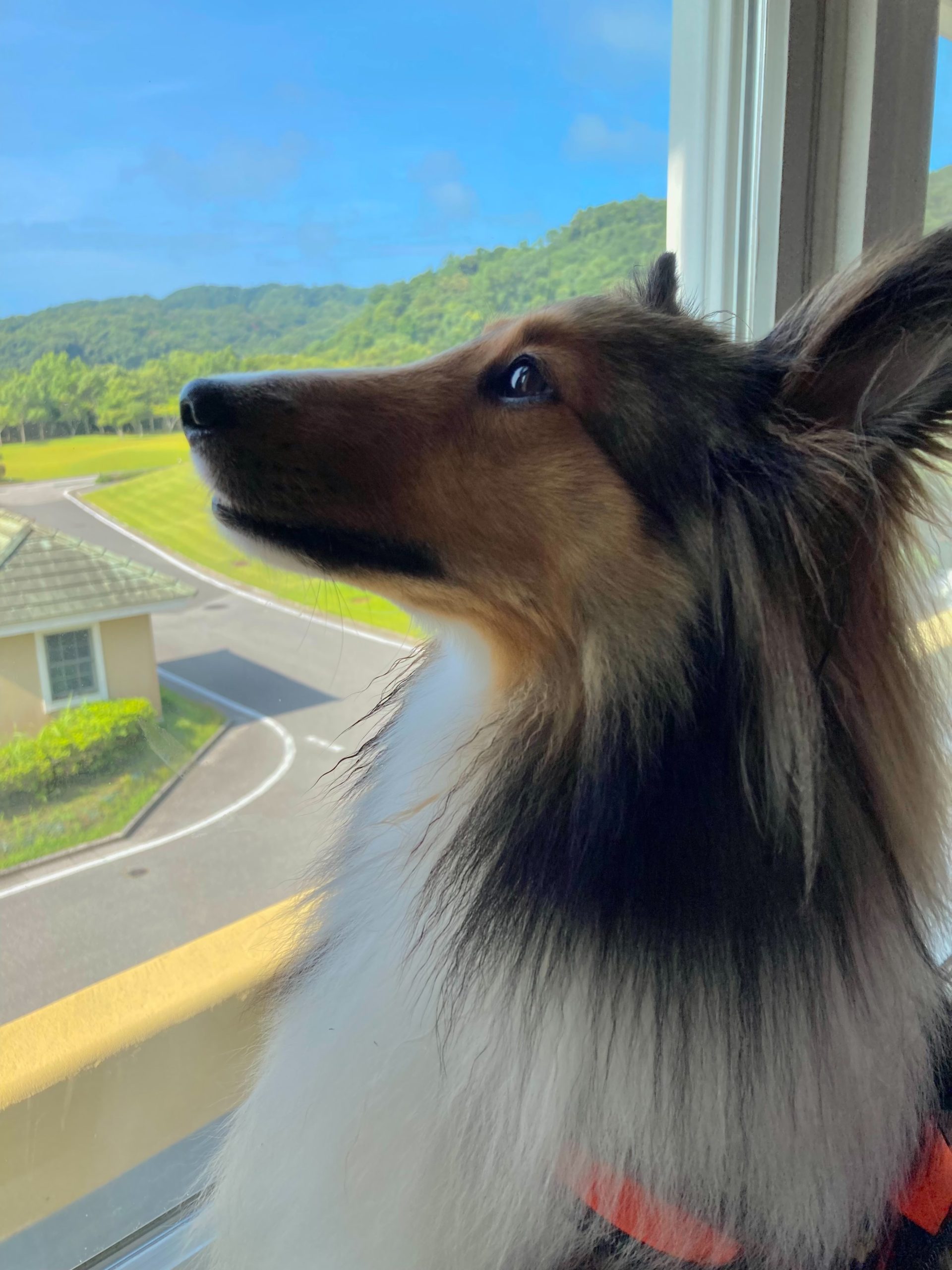 こはるちゃん♀