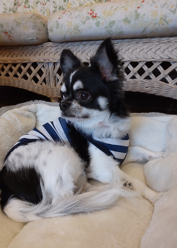 チロくん♂ チロくん♂