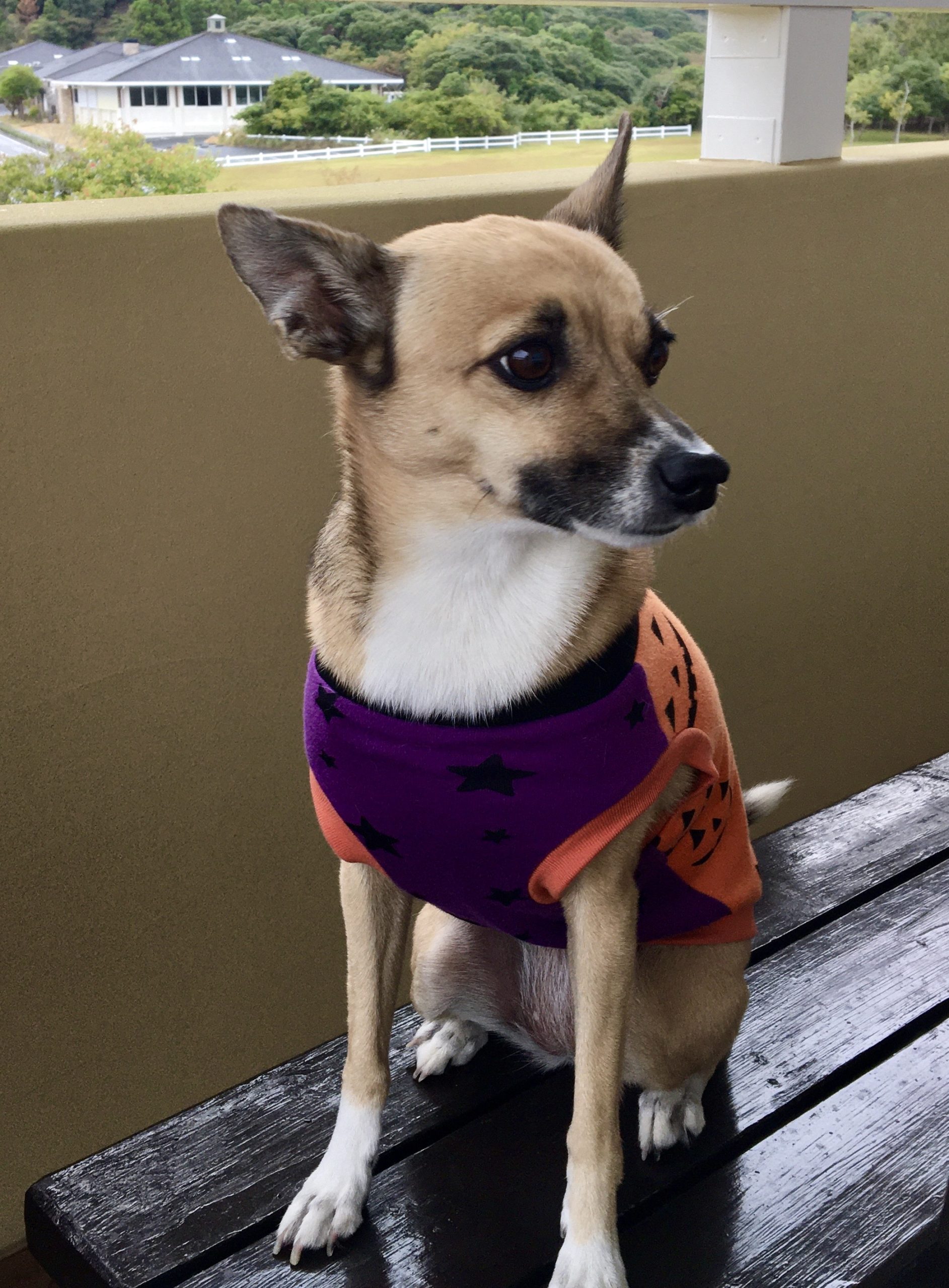 ブランディちゃん♀ ブランディちゃん♀