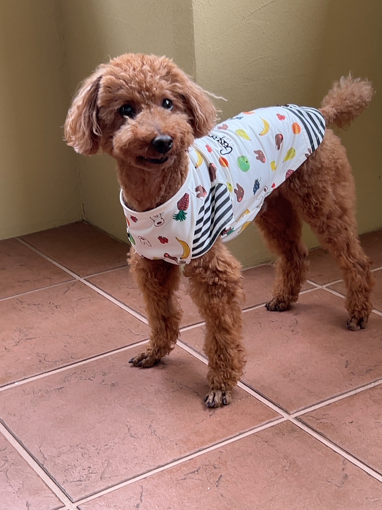 チャンミくん♂ チャンミくん♂