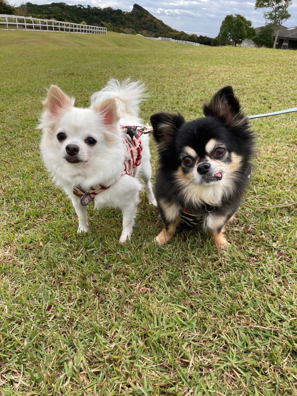 コタロ-くん♂ & リュウジロウくん♂ コタロ-くん♂ & リュウジロウくん♂