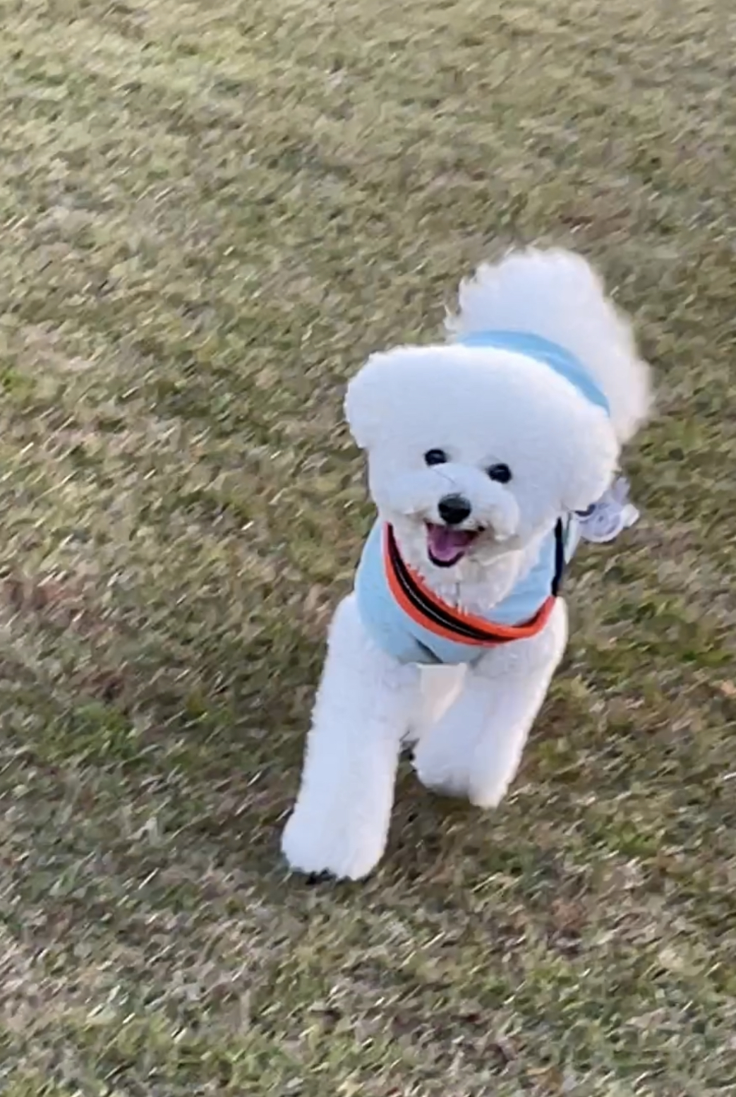 さくらくん♂ さくらくん♂