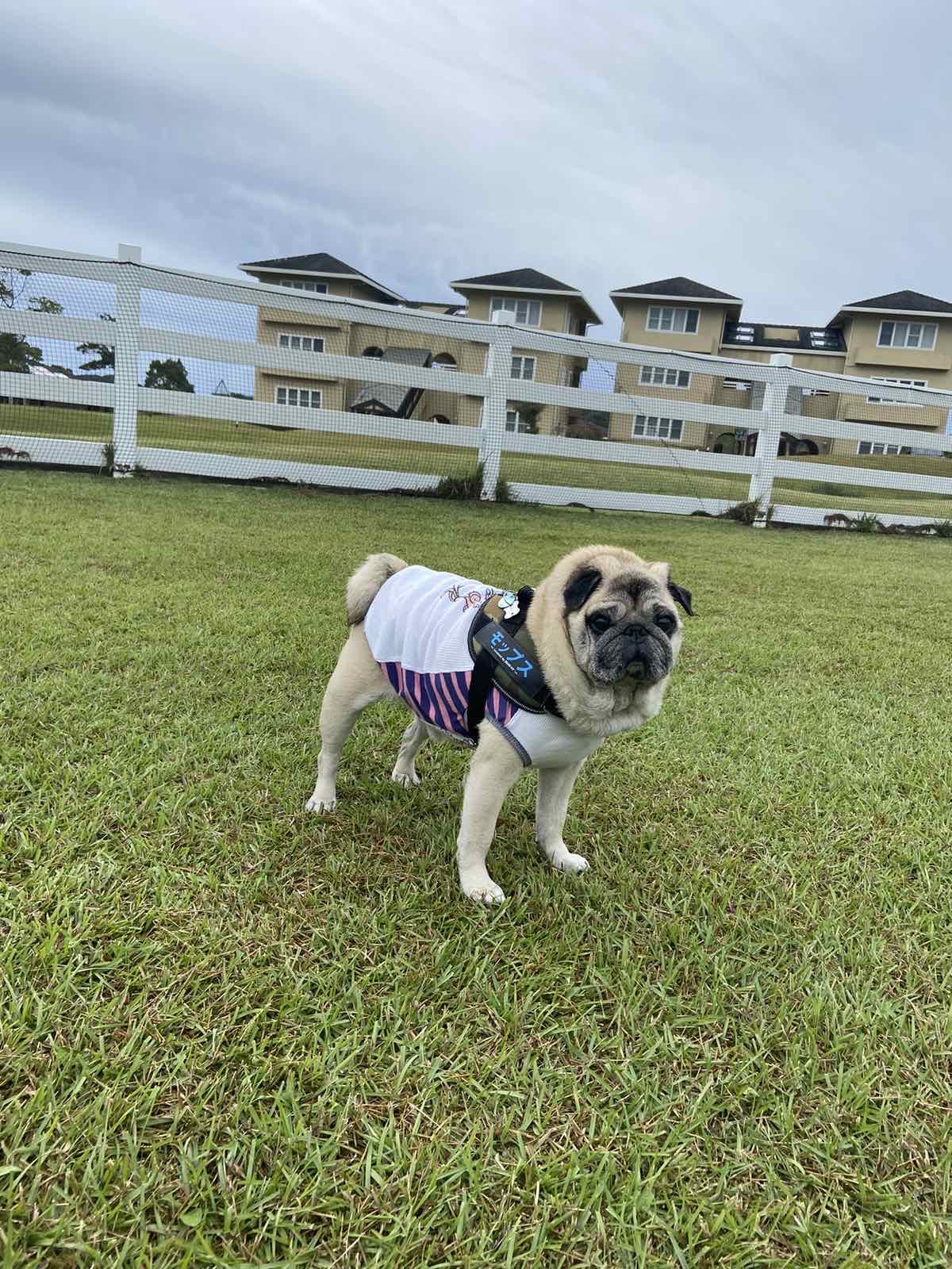 モップスくん♂ モップスくん♂