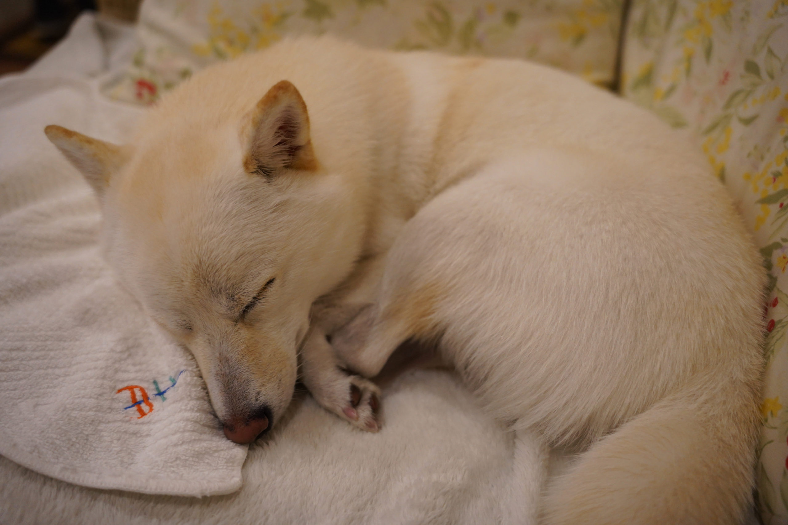 さくらちゃん♀ さくらちゃん♀