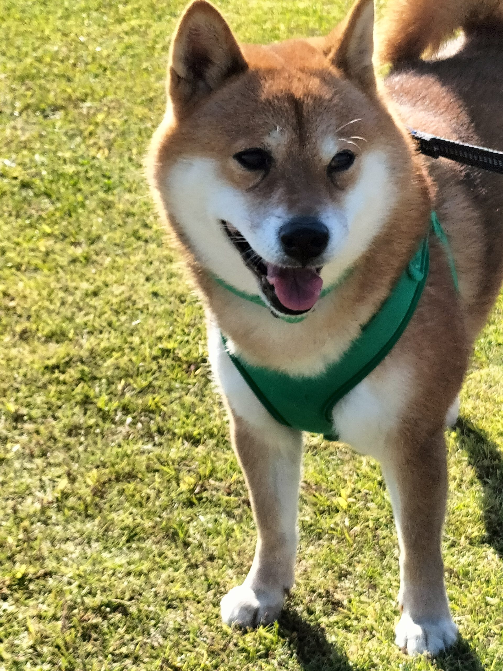 メル3世くん♂ メル3世くん♂