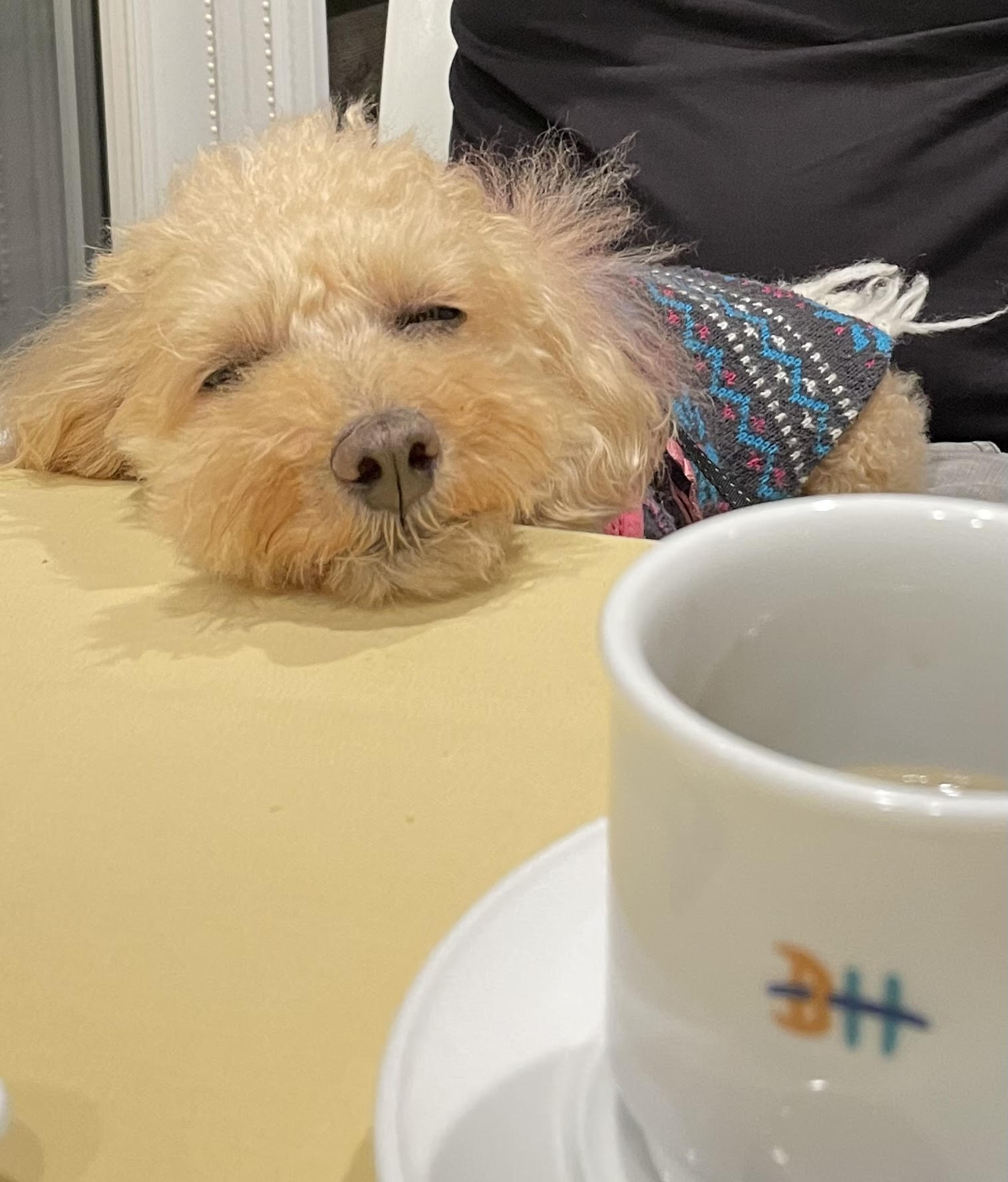 プーちゃん♀ プーちゃん♀