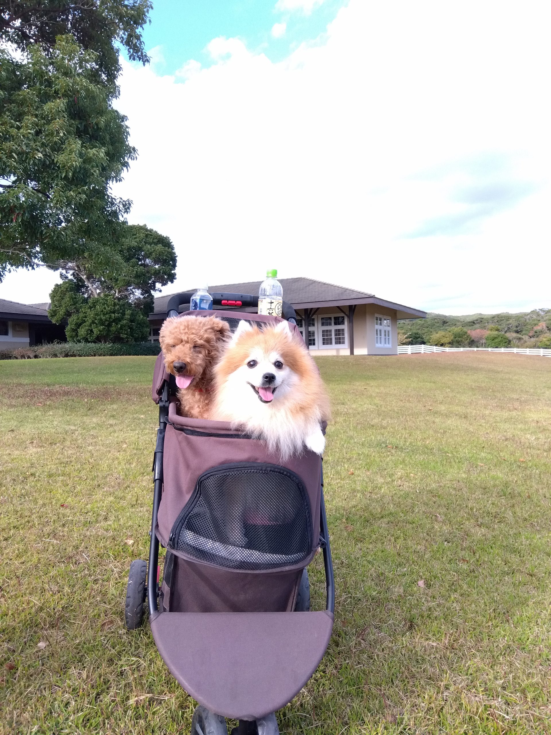 向日葵(ひまり)ちゃん♀ & あずきちゃん♀ 向日葵(ひまり)ちゃん♀ & あずきちゃん♀