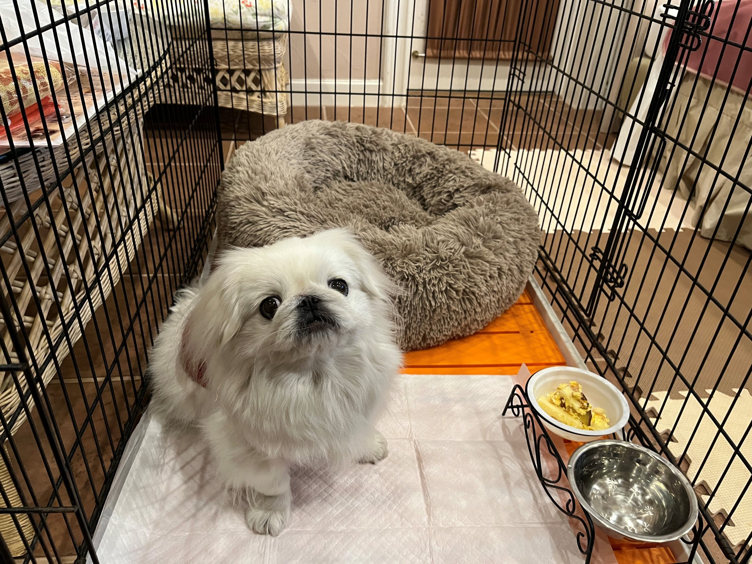 メイちゃん♀ メイちゃん♀