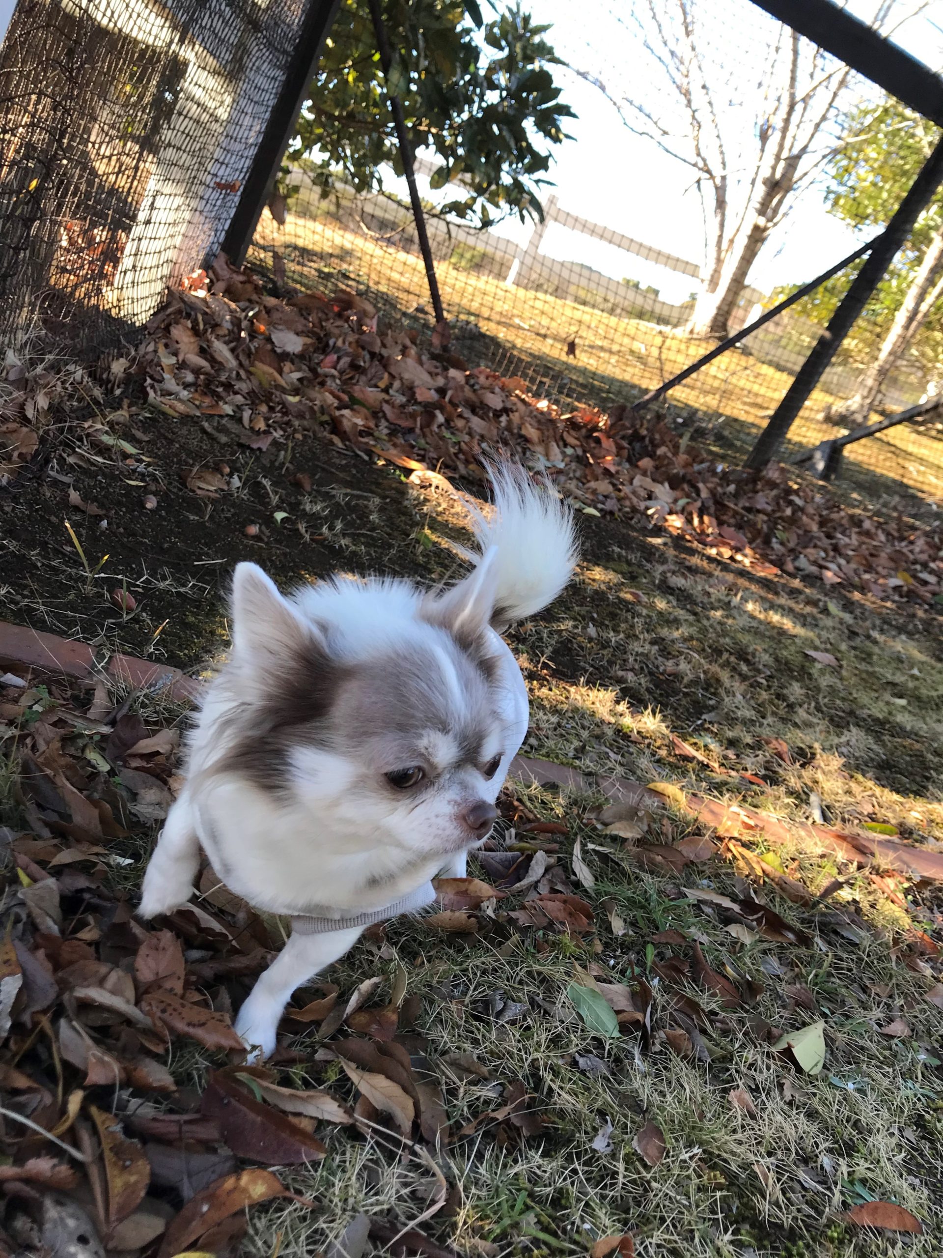 あんこちゃん ♀ あんこちゃん ♀