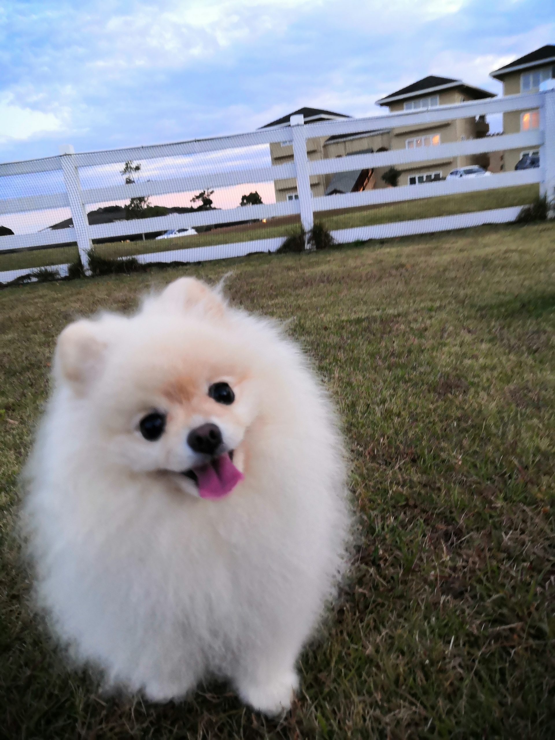 リンちゃん♀ リンちゃん♀