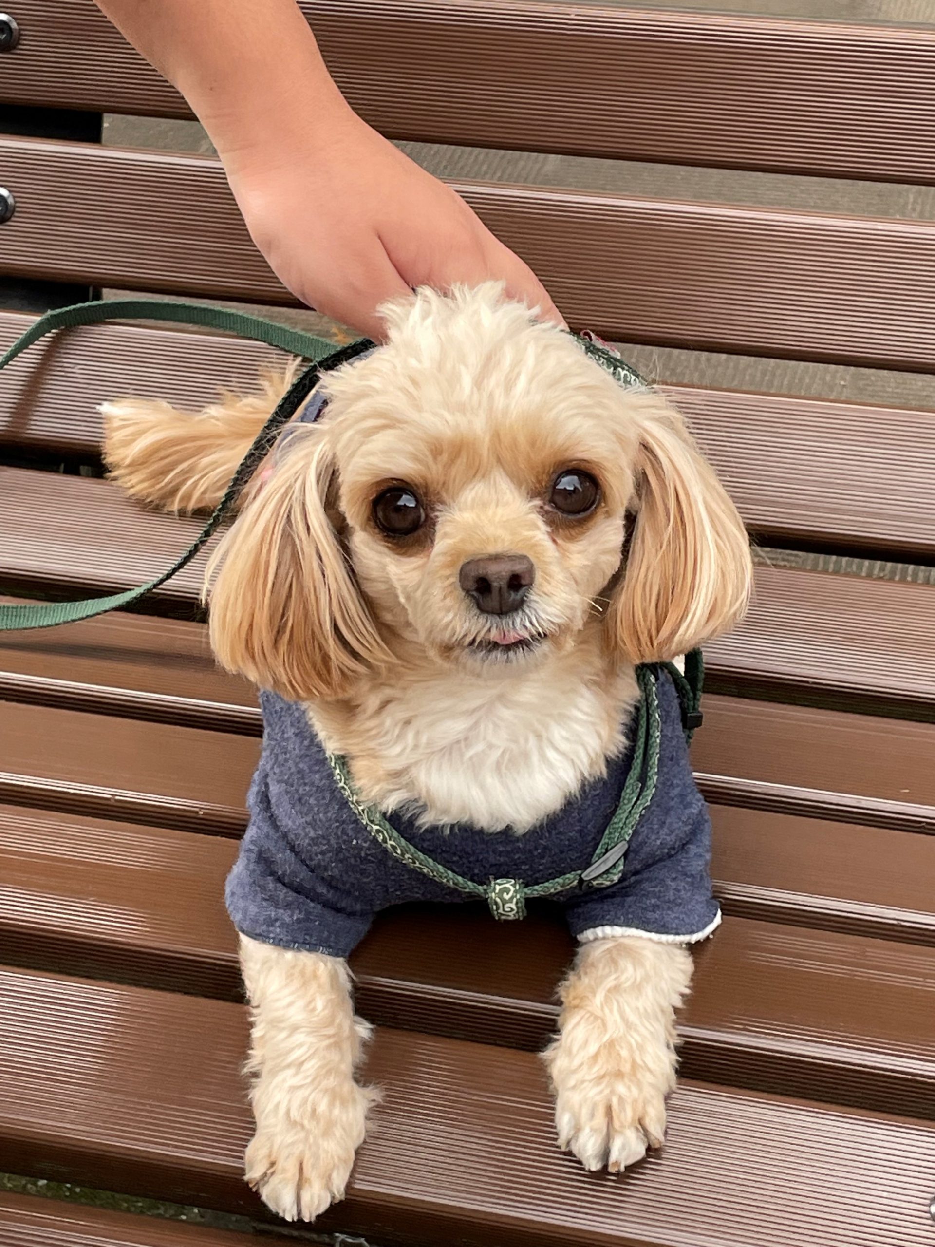 りきくん♂ りきくん♂