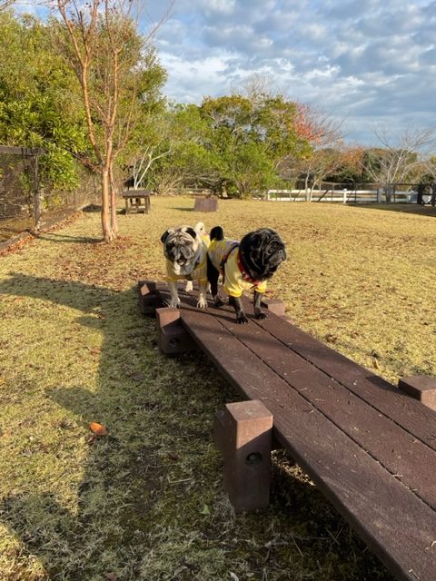ナルちゃん♀ & カイくん♂ ナルちゃん♀ & カイくん♂