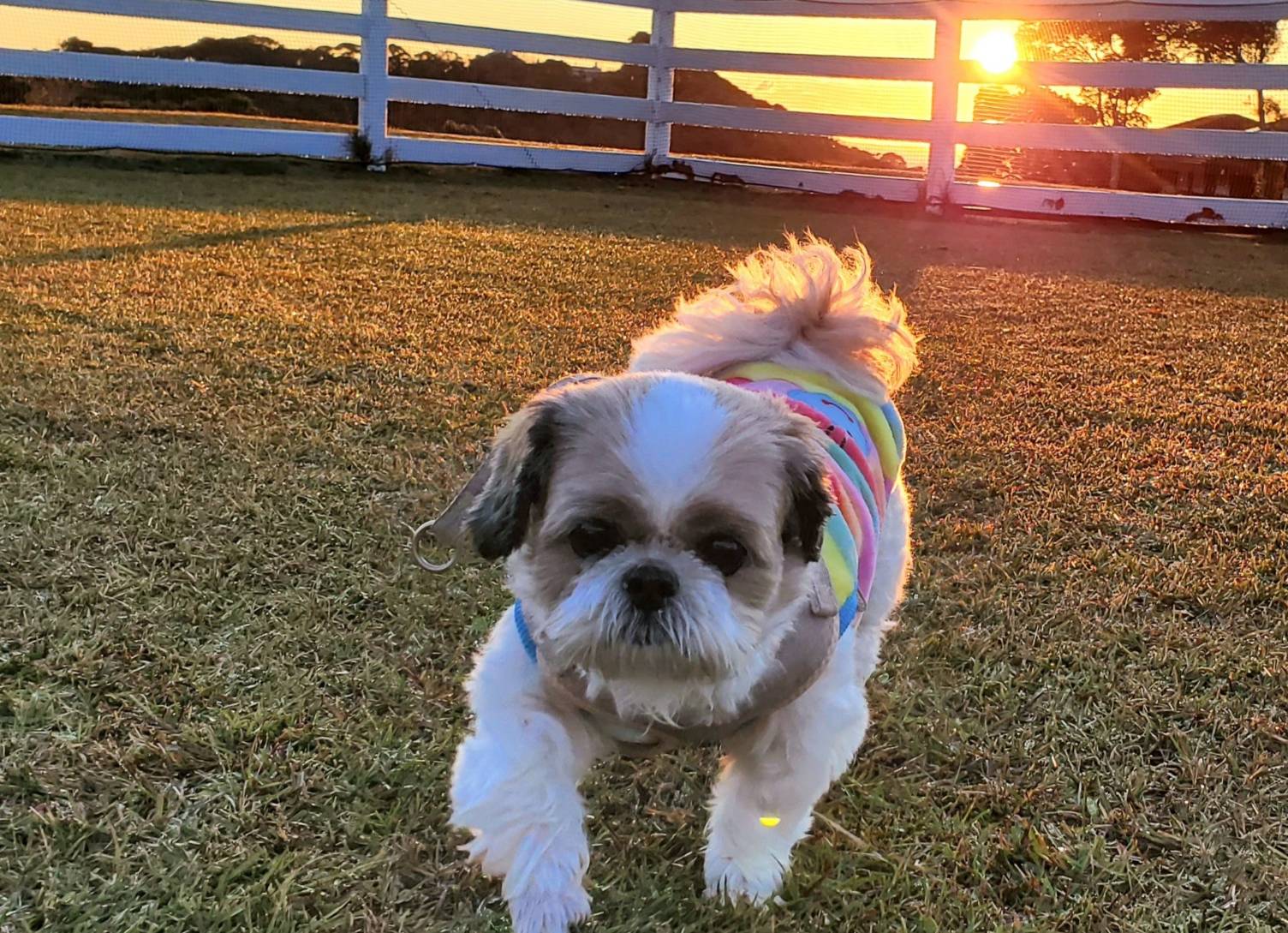 姫ちゃん♀ 姫ちゃん♀