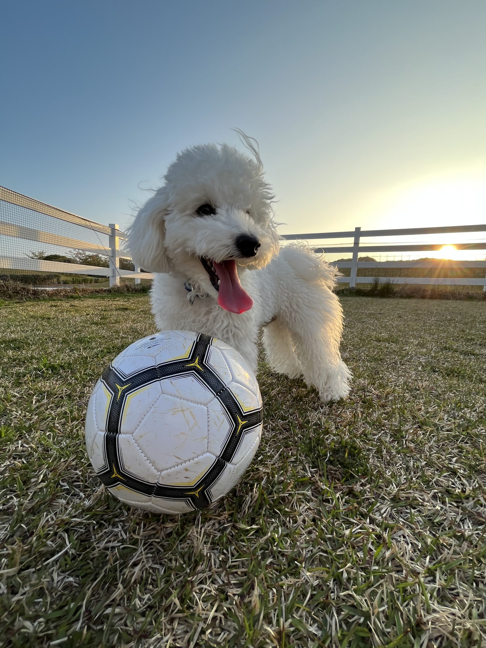 ココくん♂ ココくん♂