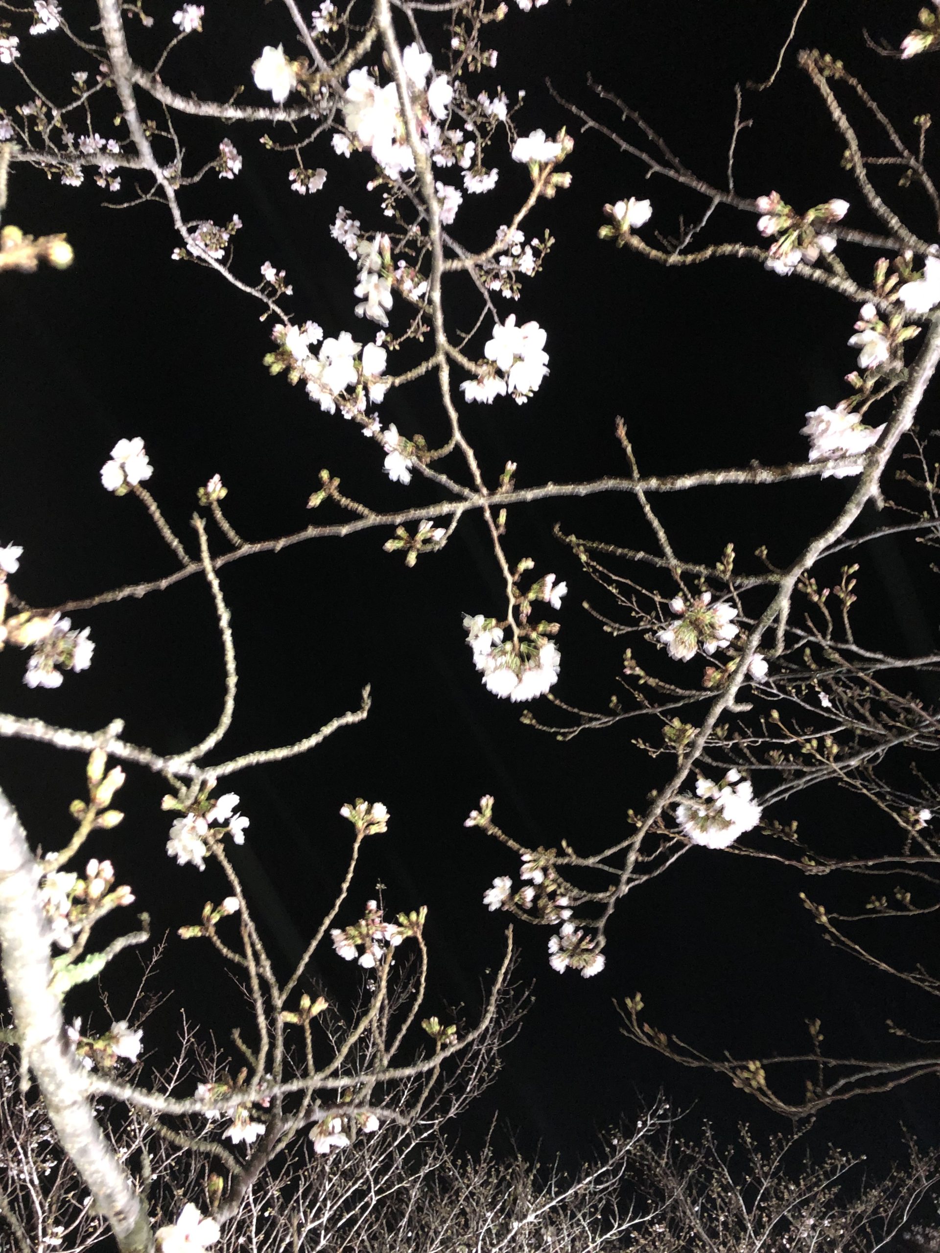 ～夜桜～