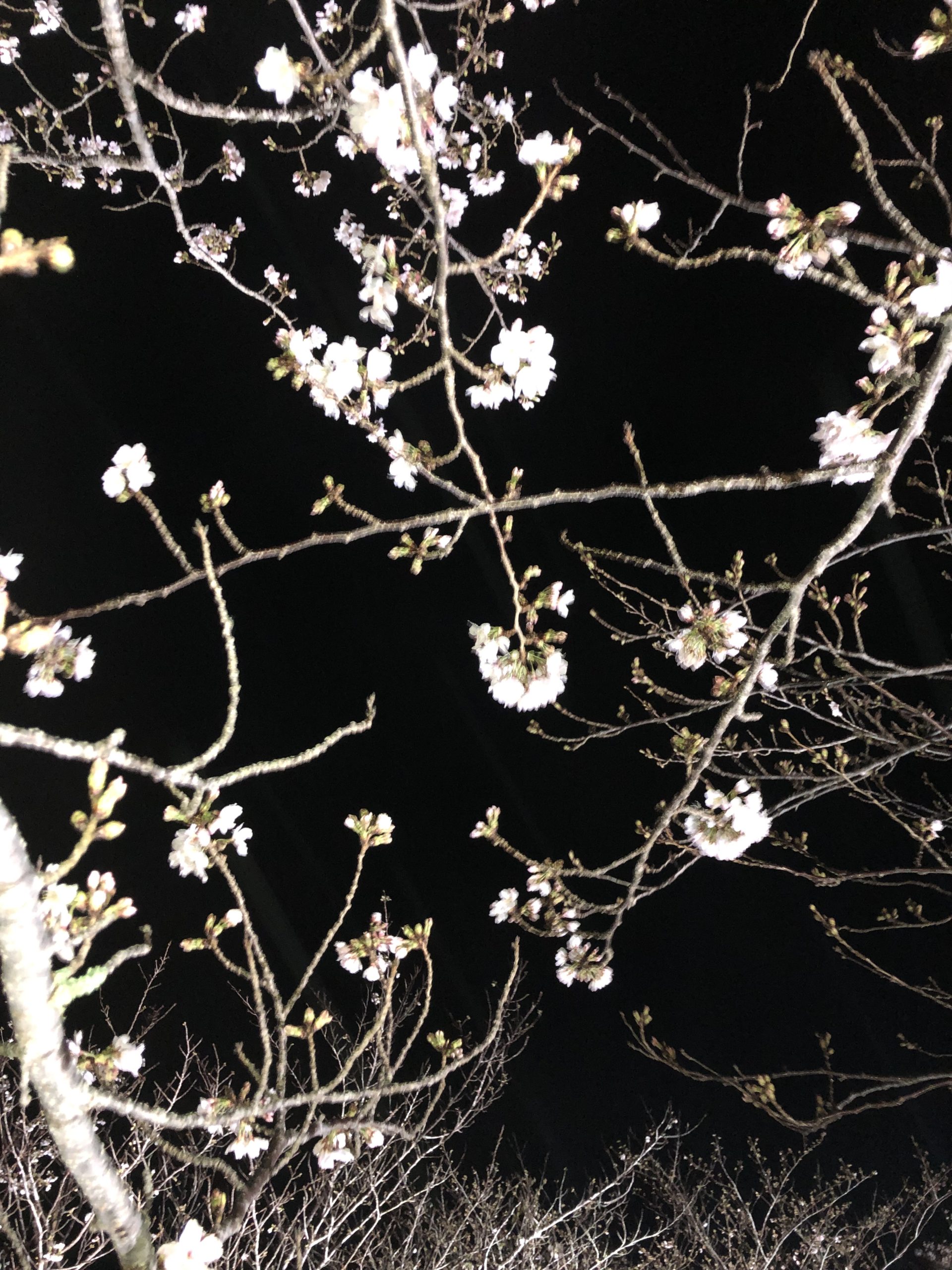 ~夜桜~
