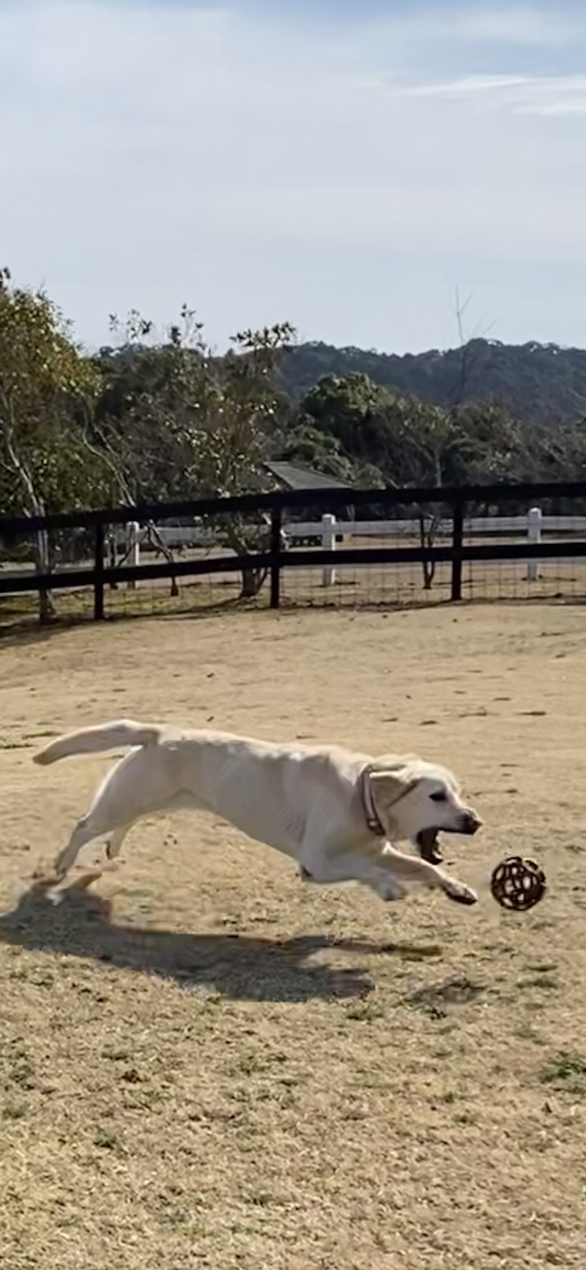 ジェミーちゃん♀ ジェミーちゃん♀