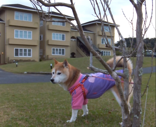 蘭ちゃん♀ 蘭ちゃん♀