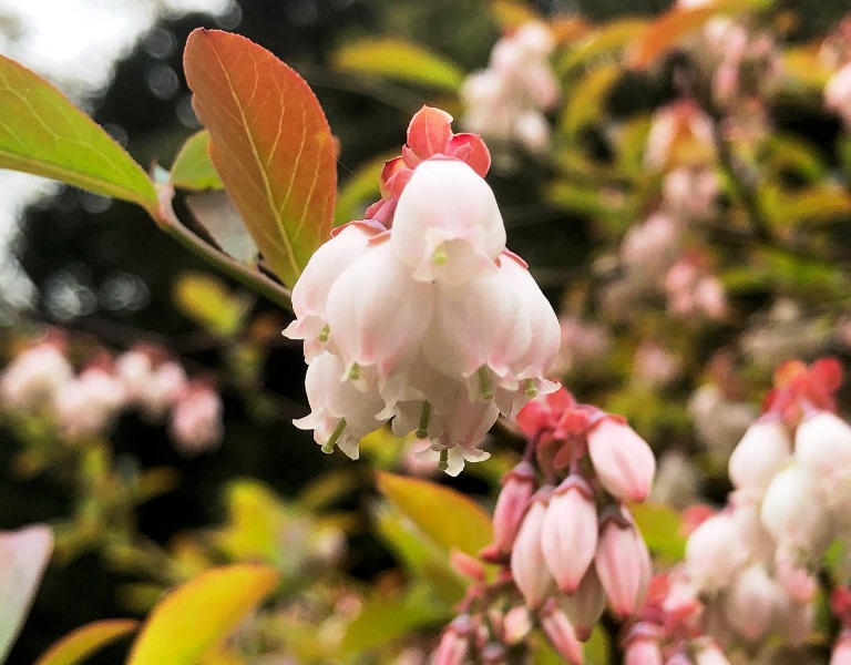 ~ ブルーベリーの花が開花しました ~