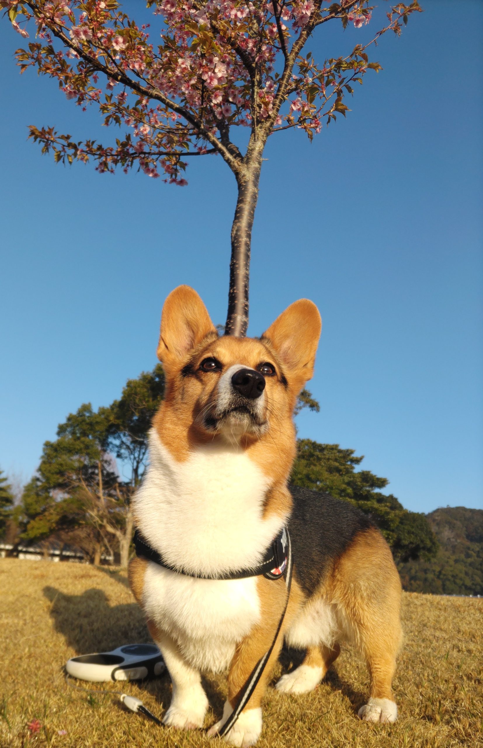 半蔵くん♂ 半蔵くん♂