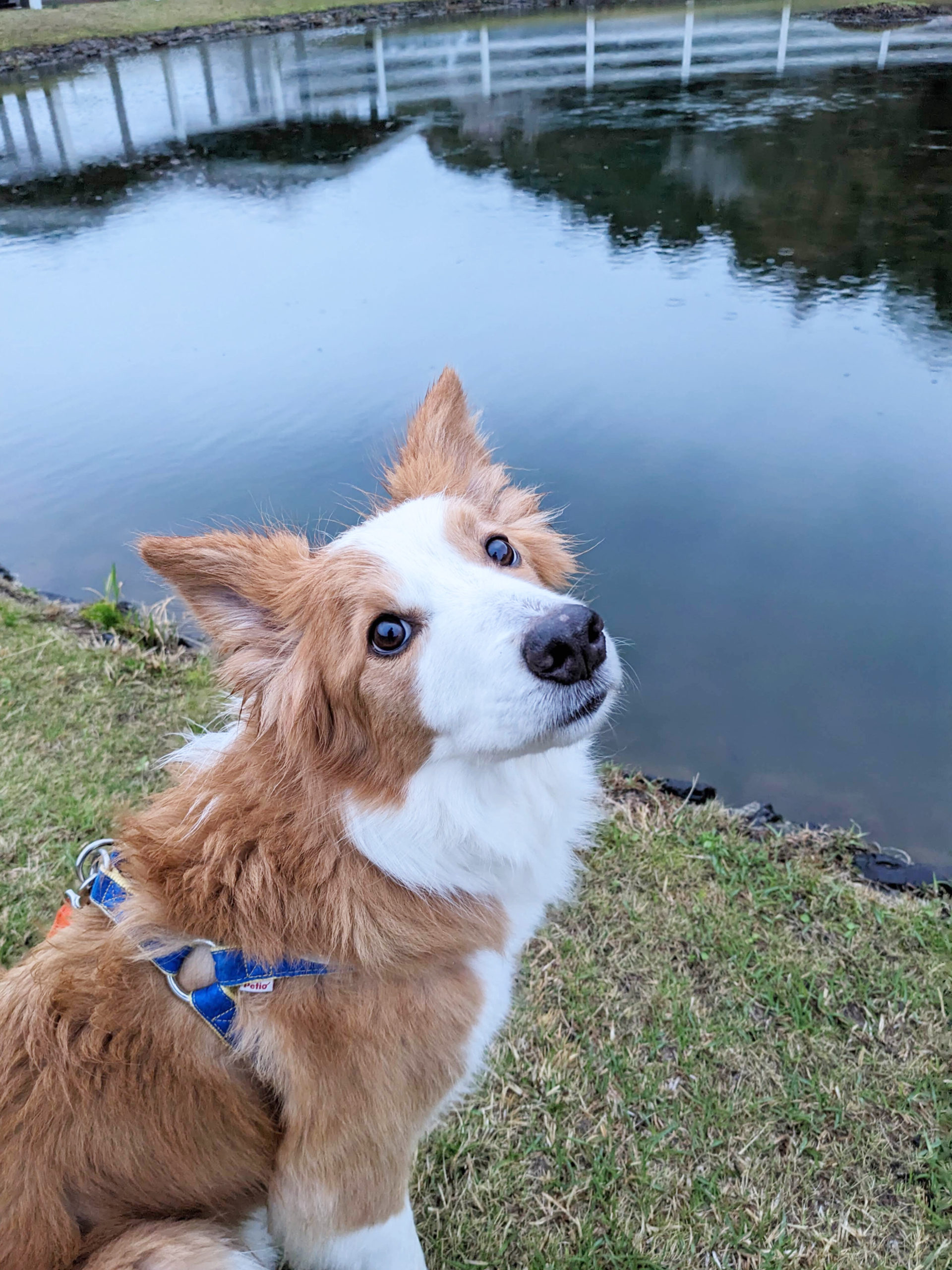 ほまれくん♂ ほまれくん♂