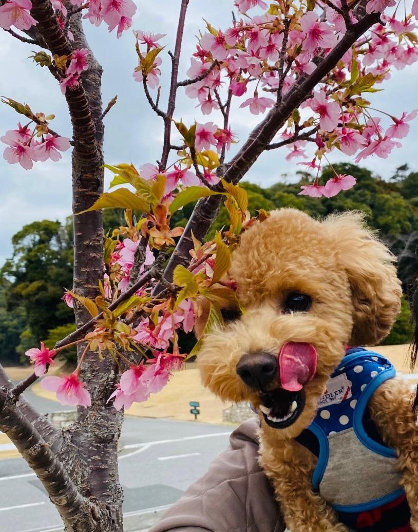 モカくん♂ モカくん♂