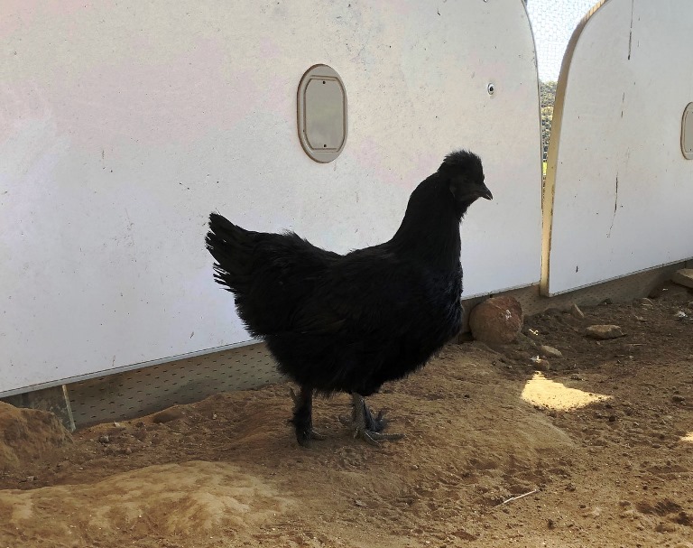 ～　ウサギさん・ニワトリさんエリアより①　～