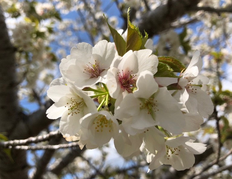 ～　お花見公園の様子　～