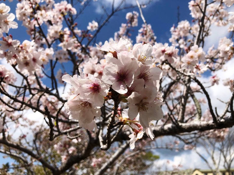 ～　お花見公園の様子　～