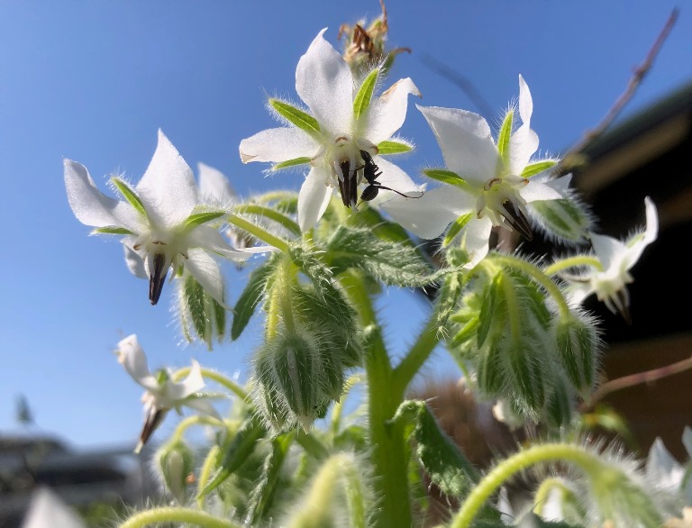 ~ キッチンガーデンより ~